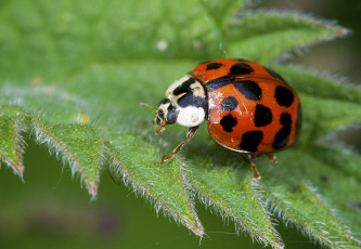 Картинка животные божьи+коровки макро лист божья коровка