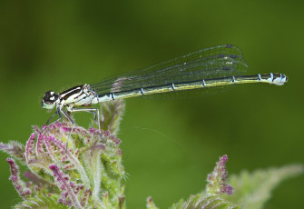 Картинка животные стрекозы лист стрекоза макро