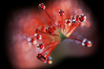 Картинка разное компьютерный+дизайн росянка макро обработка