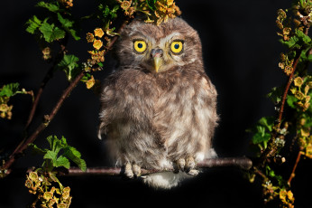 Картинка животные совы сова ночь взгляд совёнок