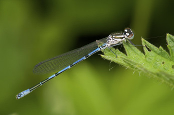 Картинка животные стрекозы лист стрекоза макро