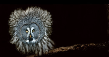 Картинка животные совы взгляд чёрный фон ночь обработка сова