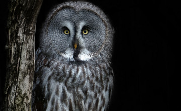 Картинка животные совы сова птица ночь портрет взгляд