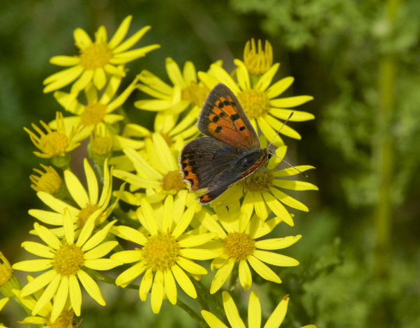 Обои картинки фото животные, бабочки,  мотыльки,  моли, бабочка, цветы, макро