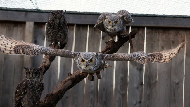 Обои картинки фото животные, совы, птицы
