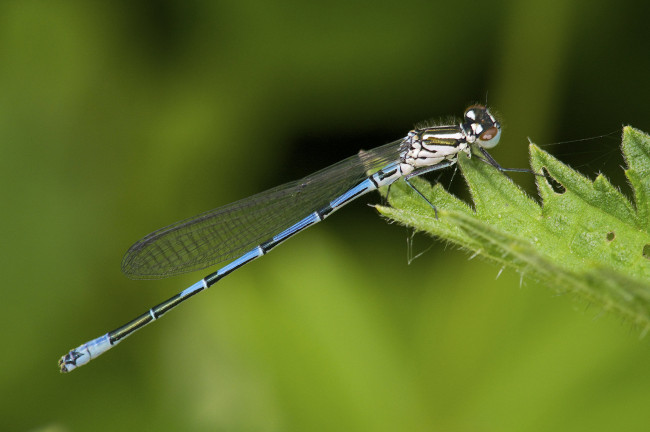 Обои картинки фото животные, стрекозы, лист, стрекоза, макро