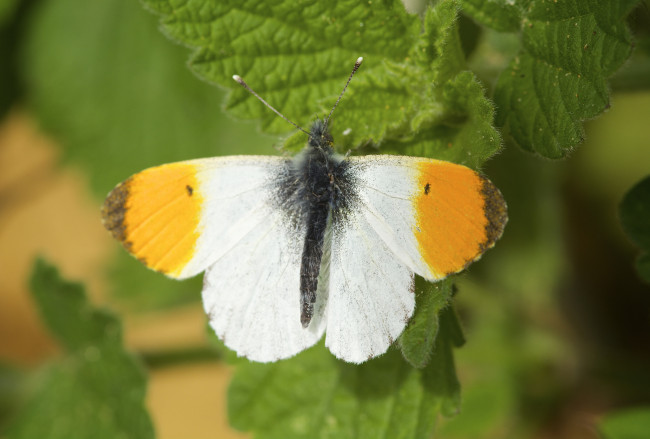 Обои картинки фото животные, бабочки,  мотыльки,  моли, бабочка, макро, листья