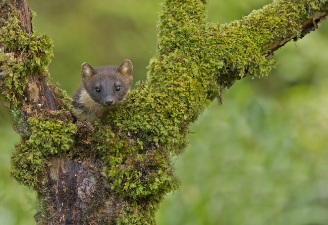 Обои картинки фото животные, хорьки,  куницы,  горностаи,  ласки,  соболи, морда, взгляд, фон