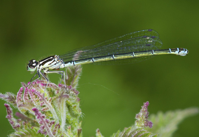 Обои картинки фото животные, стрекозы, лист, стрекоза, макро