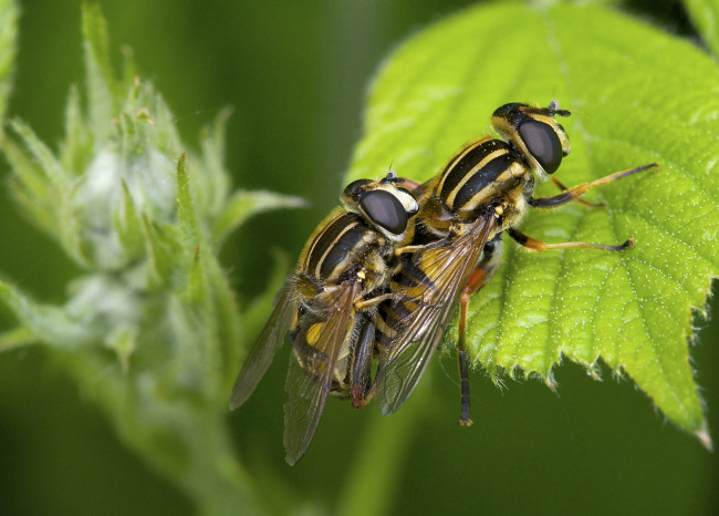 Обои картинки фото животные, насекомые, макро, листья, пара