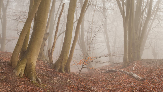 Обои картинки фото природа, лес, осень, туман