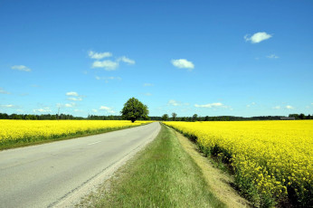 Картинка природа дороги лето шоссе дорога поля рапс