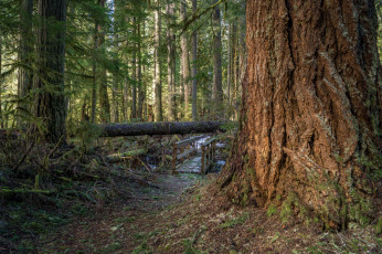 Картинка природа лес мостик
