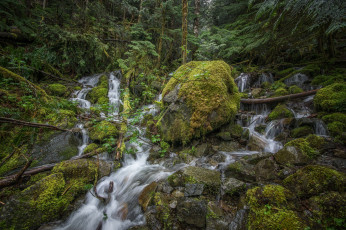 Картинка природа реки озера лес река