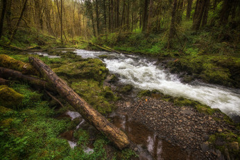 Картинка природа реки озера лес река