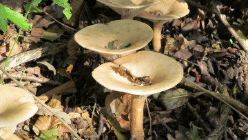 Картинка природа грибы шляпки