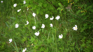 Картинка природа луга лето трава лес цветы