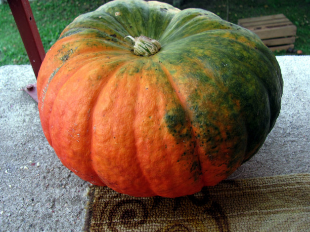 Обои картинки фото еда, тыква, огромная