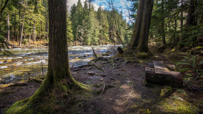 Обои картинки фото природа, реки, озера, река, лес