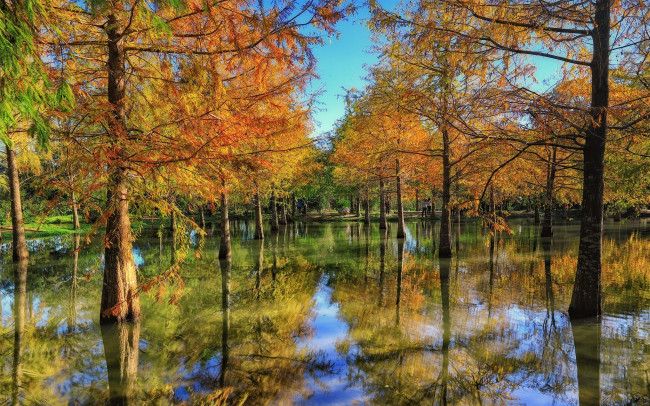 Обои картинки фото природа, реки, озера, лес, река