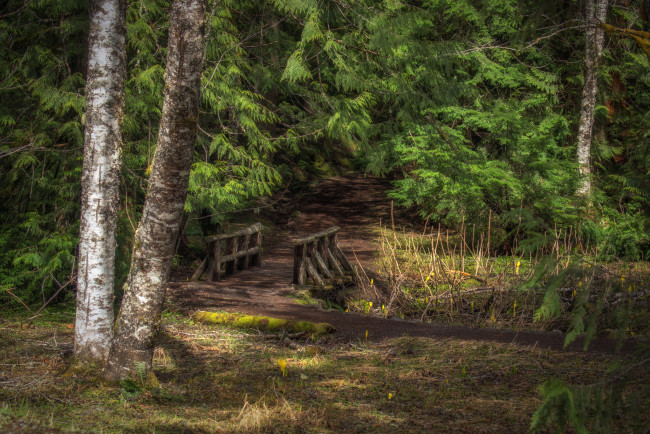 Обои картинки фото природа, лес, мостик