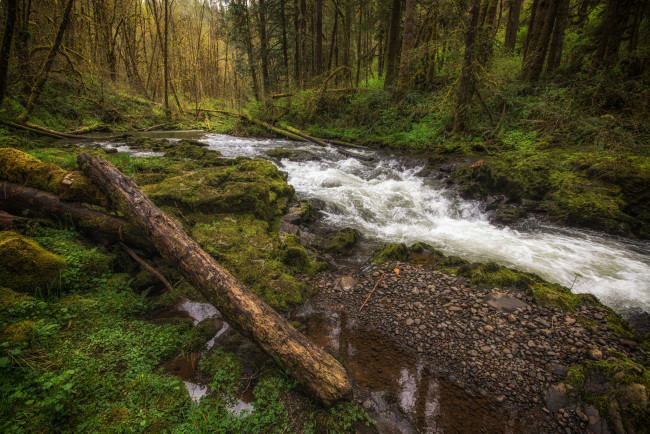 Обои картинки фото природа, реки, озера, лес, река