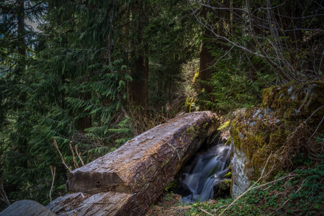 Обои картинки фото природа, реки, озера, река, лес