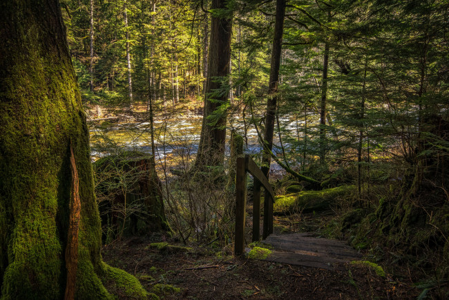 Обои картинки фото природа, реки, озера, река, лес