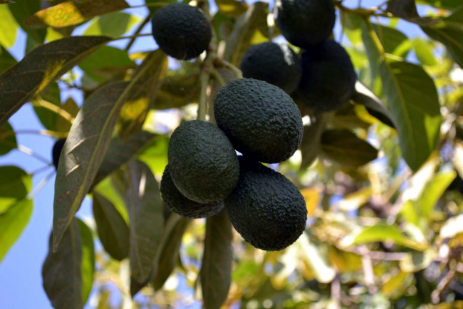 Обои картинки фото природа, плоды, авокадо