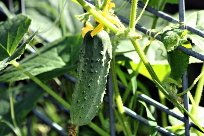 Обои картинки фото природа, плоды, огурец