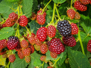 Картинка природа ягоды ежевика