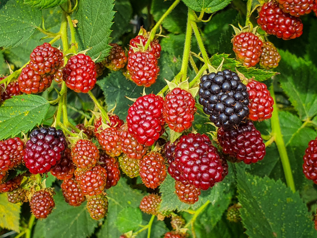 Обои картинки фото природа, ягоды, ежевика