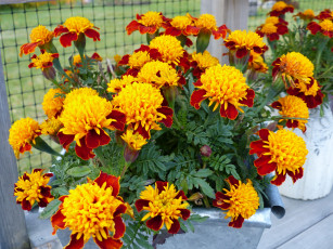 Картинка цветы бархатцы яркие тагетес