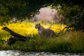 обоя животные, леопарды, леопард