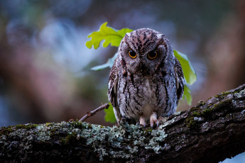 Картинка животные совы сова