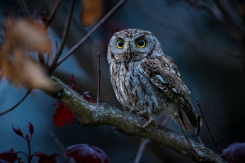 Картинка животные совы сова