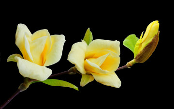 Картинка цветы магнолии ветка магнолия черный фон