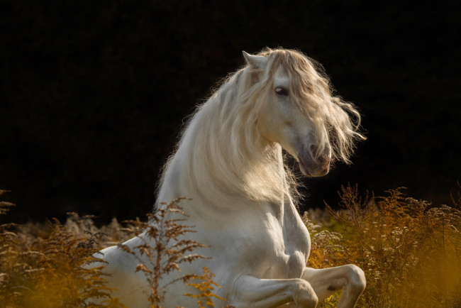 Обои картинки фото животные, лошади, лошадь