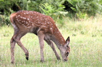 Картинка животные олени олененок трава