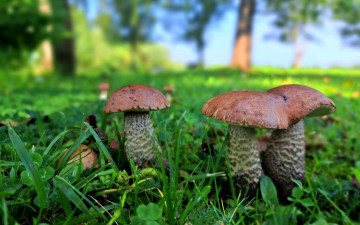 Картинка природа грибы подберезовики