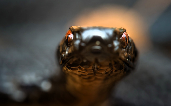 Обои картинки фото животные, змеи,  питоны,  кобры, змея, голова