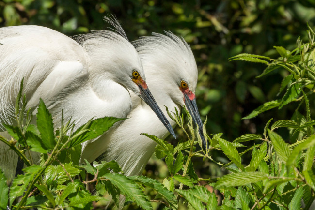 Обои картинки фото животные, цапли,  выпи, птицы
