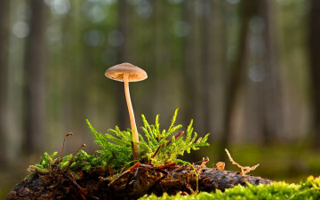 Картинка природа грибы гриб мох коряга лес