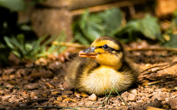 обоя животные, утки, утенок, земля, листья