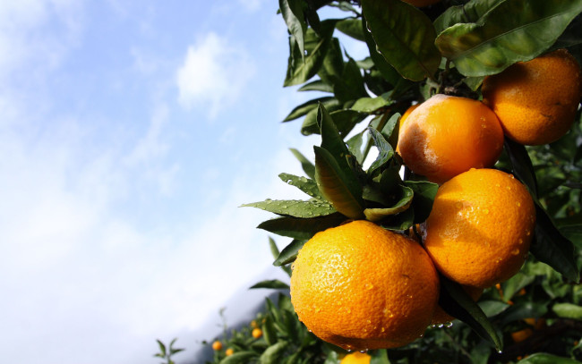 Обои картинки фото природа, плоды, мандарины