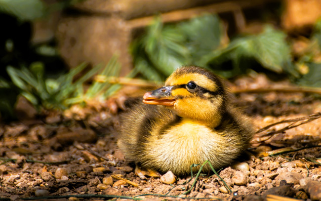 Обои картинки фото животные, утки, утенок, земля, листья