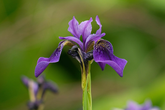 Обои картинки фото цветы, ирисы, фиолетовый, ирис, макро