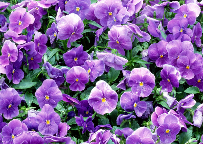 Обои картинки фото цветы, анютины глазки , садовые фиалки, анютины, глазки, фиалки, фиолетовые