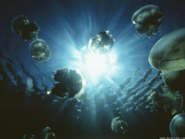 Обои картинки фото медузы, животные