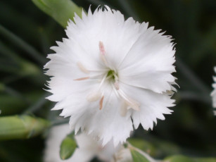 Картинка цветы гвоздики